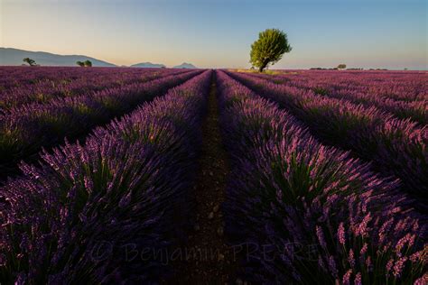 Lonely Tree In A Lavender Field 08202018 Explore First 1 Flickr