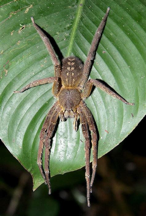 The Brazilian Wandering Spider Despite Only Having A Body Size Of 2in