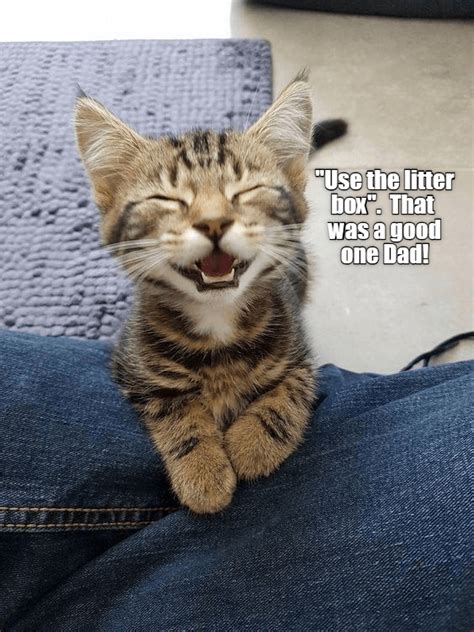 Dad Joke Lolcats Lol Cat Memes Funny Cats Funny Cat Pictures