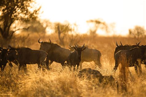 9 Day Serengeti Wildebeest Migration Royal Footprint Safaris