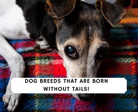 How Many Dog Breeds Have There Tails Bobbed