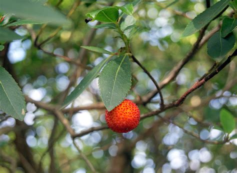 How To Grow A Strawberry Tree In Your Own Backyard