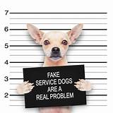 Fake Service Dog Id Pictures