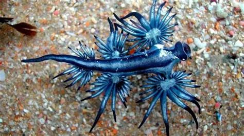 Top 10 Rarest Fish In The World