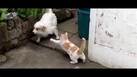 Cat Vs Dog Fight Funny Video Who Won You Decide Youtube
