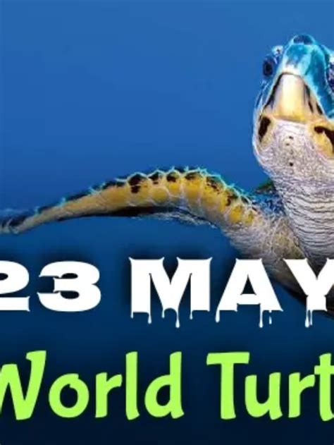 Today World Turtle Day 2022 History Significance Quotes