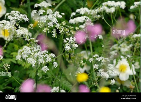 Common British Wild Flowers Of The Hedgerows Spring Flowers Cow