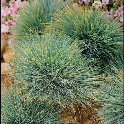 Elijah Blue Blue Fescue Festuca Ovina Glauca Proven Winners