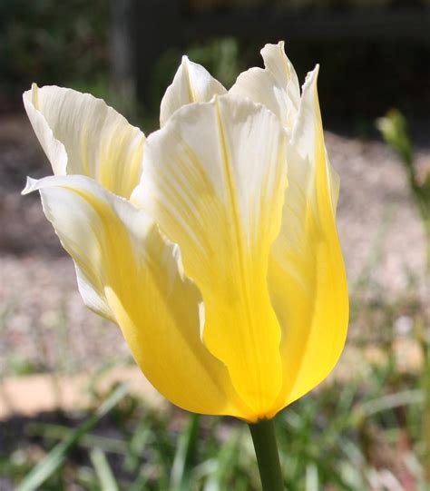 Photo Of The Bloom Of Fosteriana Tulip Tulipa Sweetheart Posted By