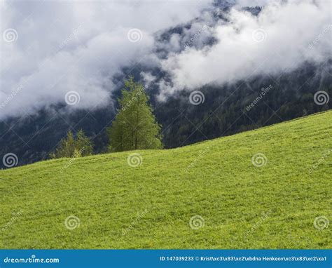 Spring Lush Green Meadow And Trees Forest Idyllic Misty Mountain