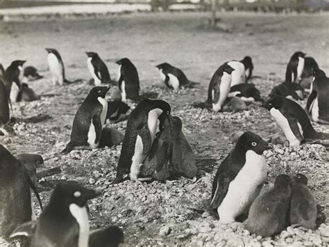 image gallery sex habits of penguins live science