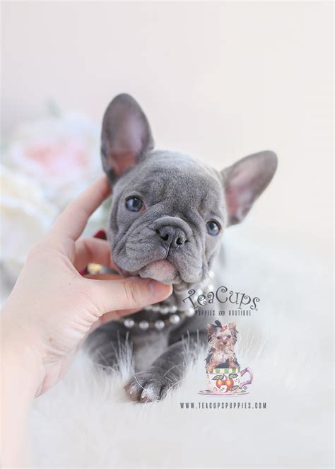 Lilac French Bulldog Puppies Teacup Puppies And Boutique