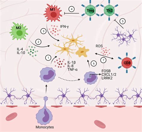 Frontiers Immune Response In Neurological Pathology Emerging Role Of Central And Peripheral