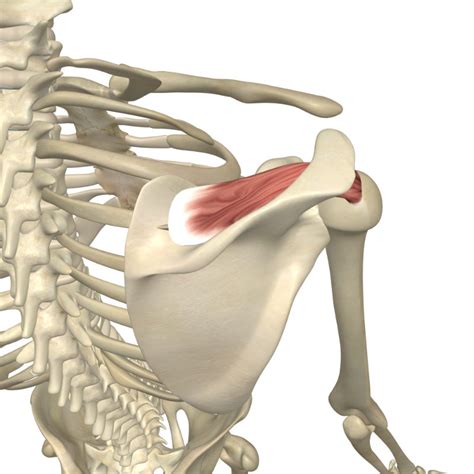 Supraspinatus Rotator Cuff Muscle Yoganatomy