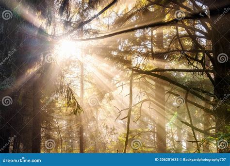 Sunrays Beam Through Trees In The Forest Stock Image Image Of