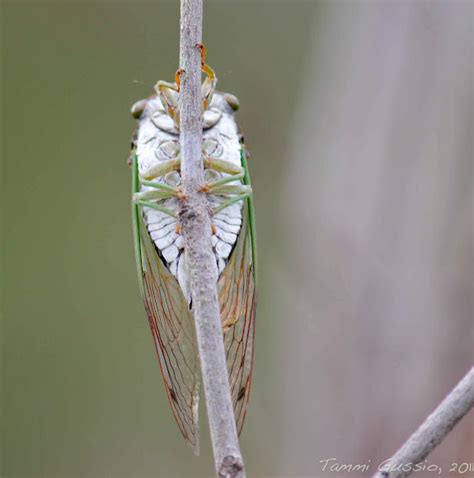 Annual Cicada Project Noah