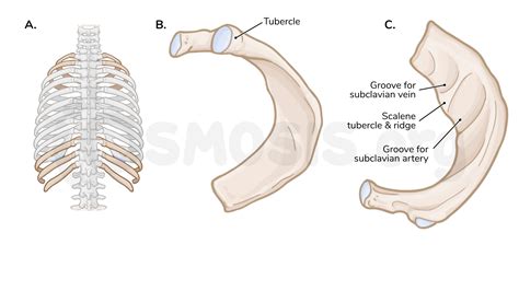 Bones And Joints Of The Thoracic Wall Osmosis