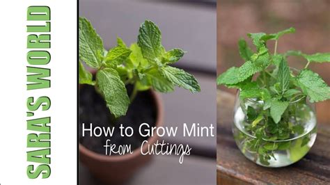 How To Propagate Mint By Cuttings Very Easy To Grow Youtube