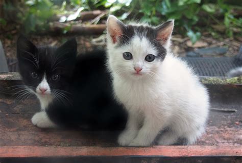 Siblings These Kittens Among Their 7 Other Siblings Were Flickr