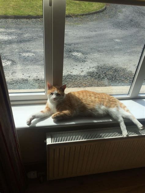 An Orange And White Cat Laying On Top Of A Window Sill Next To A Radiator