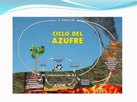 Ciclos Biogeoquimicos Del Azufre Y Fosforo
