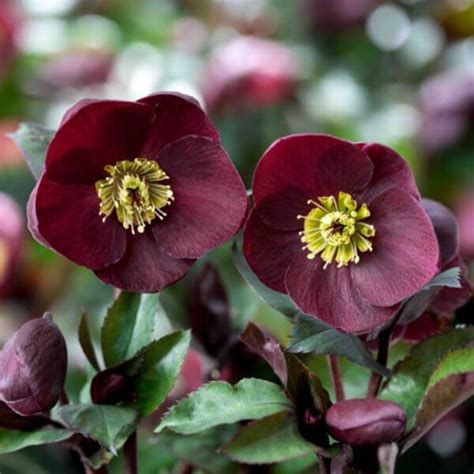The 5 Best Winter Bedding Plants To Brighten Your Garden Gardening Tips Advice And Inspiration