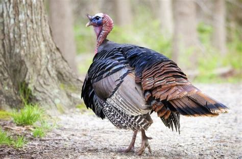 Where Do Most Thanksgiving Turkeys Come From
