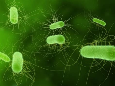 ¿qué Son Las Bacterias Aerobias Batanga
