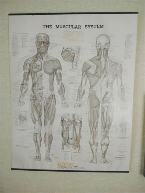 Vintage Diagram Poster Human Body Muscle Anatomy System Anatomical