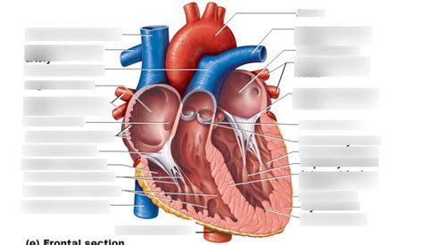 Heart Frontal Section Diagram Quizlet