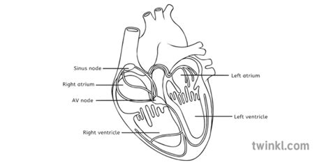 Heart Diagram Labelled Black And White Illustration Twinkl