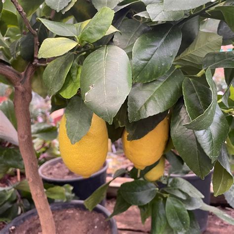 Mini Std Citrus Lemon Tree Eden Park Garden Centre