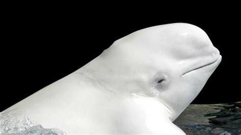 Admire Beluga Whales Spotted In Long Island Sound From Distance