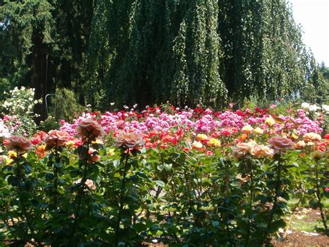 The rose garden portland was founded in 1917 to test the introduction of new roses. Julie's Journeys: Portland, Oregon: International Rose ...