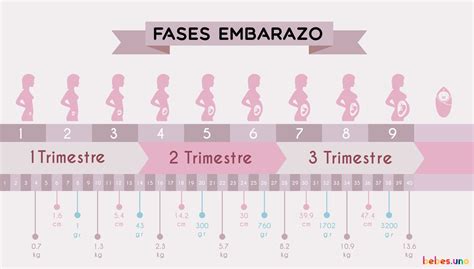¿cuál Es La Talla Y El Peso Del Feto A Lo Largo De Los 9 Meses De Embarazo