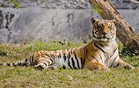 Tigre De Bengala Del Indio Que Descansa En Sol Imagen De Archivo