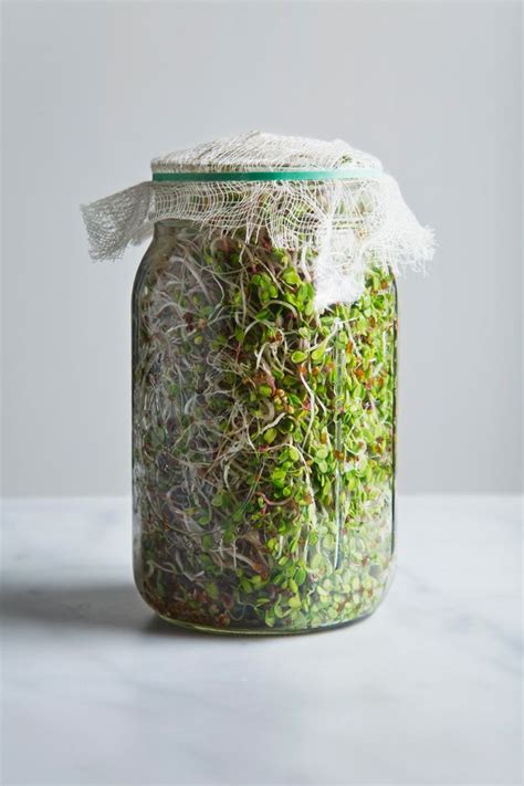 How To Grow Sprouts In A Jar In Only 3 7 Days Growing Sprouts