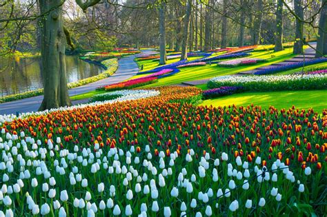 Your Guide To Seeing The Amsterdam Tulips At Their Peak In 2020