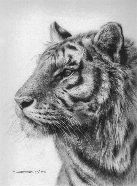 Pencil Wildlife Paintings And Prints For Sale By Denis Mayer Jr
