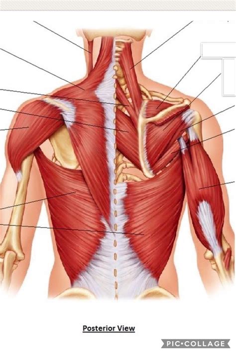 Posterior Pectoral Girdle Muscles Diagram Quizlet
