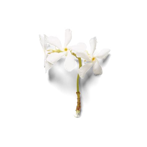 To use jasmine flowers to drink in tea form they are blended with tea leaves which are harvested in the early spring and stored until the spring when during the night jasmine flowers open, and release their fragrance, and this is when the tea scenting takes place. Sweet Jasmine USA Mini Fragrance Sticks | order online at ...