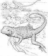 Coloring Lizard Drawing Horned Getdrawings sketch template