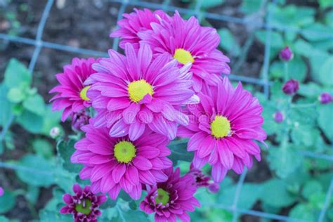 Colorful Chrysanthemum Flowers In A Gardensometimes Called Mums Flower