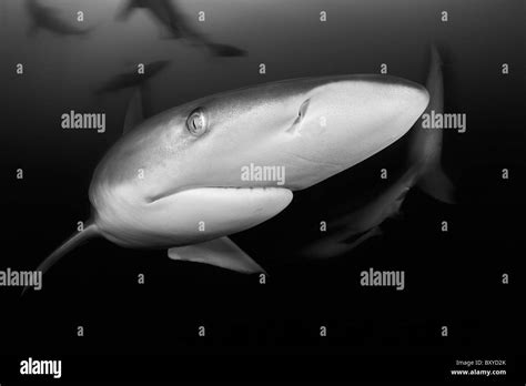 Blacktip Shark Carcharhinus Limbatus Aliwal Shoal Kwazulu Natals