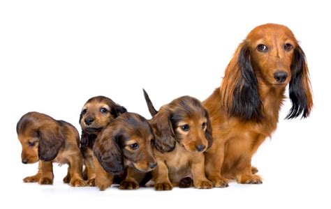 Choosing Your Dog Puppy Vs Adult Dogslife Dog Breeds Magazine