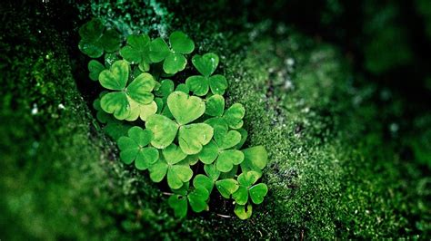 Shamrock Wallpapers Top Free Shamrock Backgrounds Wallpaperaccess