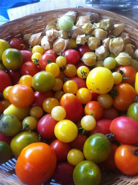 Mixed Heirloom Cherry Tomatoes Urbantomato