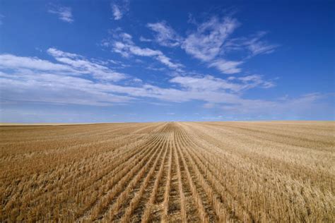 Alberta Wheat Field Stock Photos Pictures And Royalty Free Images Istock
