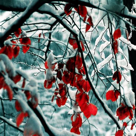 Snow Leaves Ipad Wallpapers Free Download