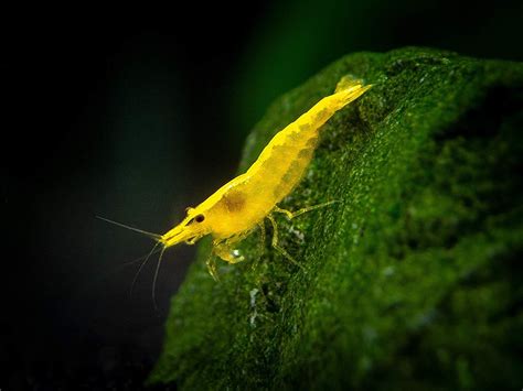 Aquatic Arts Live Freshwater Golden Back Yellow Shrimp Neocaridina